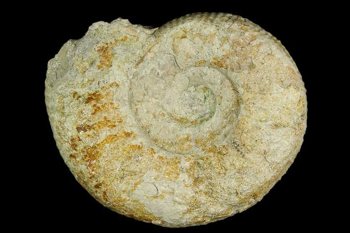 Ammonite (Orthosphinctes) Fossil - Germany #125606